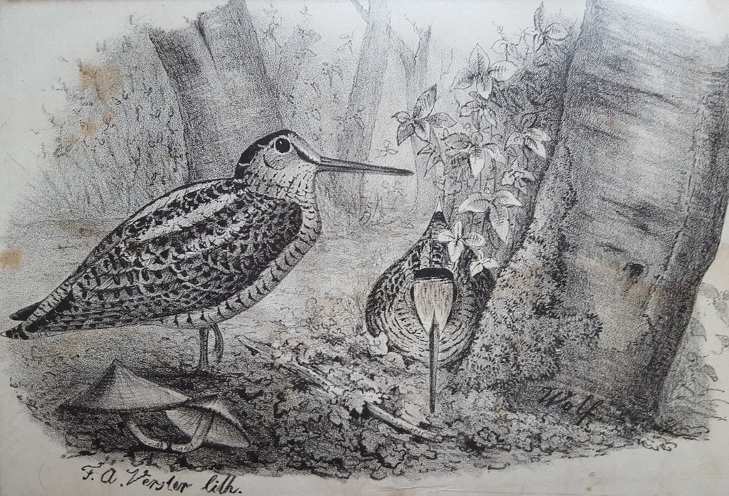 F.A. Verster - Litho, gesigneerd linksonder (ingelijst) kopen? Bied vanaf 49!