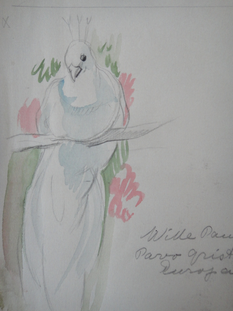 Tini van Doornik (1906-1980), aquarel, 6 schetsen van vogels kopen? Bied vanaf 1!