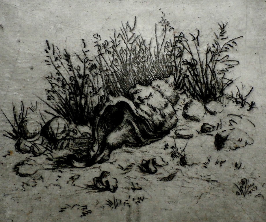 Dick van Luijn (de Luis) - ets: Schelp kopen? Bied vanaf 40!