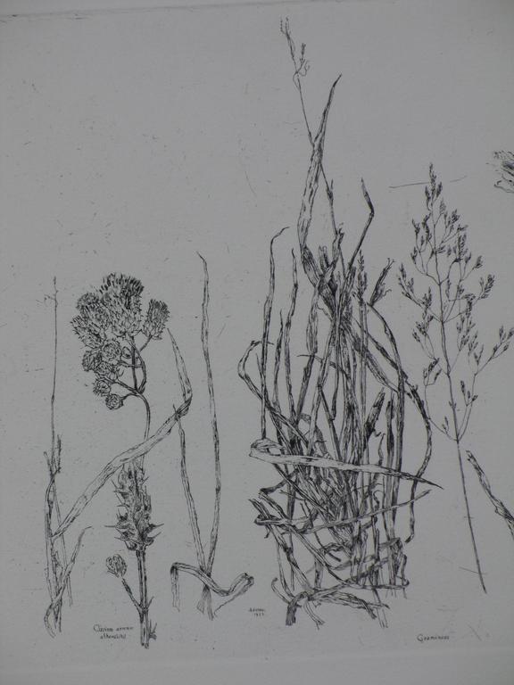 Simon Koene, Plantensoorten, Ets 1972 kopen? Bied vanaf 45!