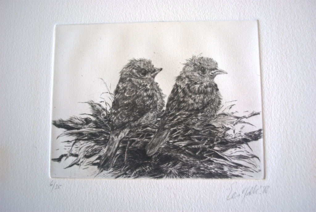 Jonge vogels op een nest - ets - oplage 35 kopen? Bied vanaf 20!