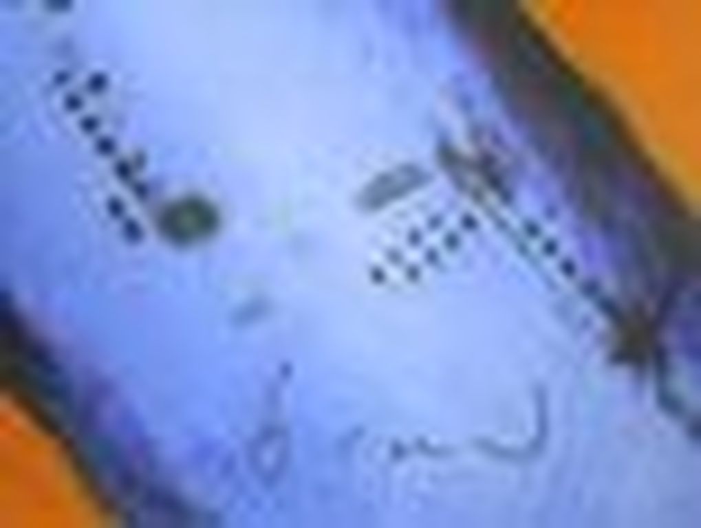 Herman Brood, vliegtuig.Oplage 150 stuks. kopen? Bied vanaf 195!