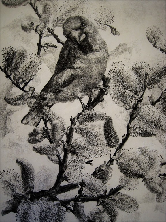 Magnifiek Grafisch werk van A van Dobbenburgh "Appelvink" gesigneerd 1945 kopen? Bied vanaf 1!