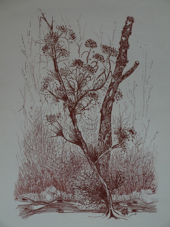 Kees de Ruijter : Ets , Bloeiende tak – gesigneerd - 1985 kopen? Bied vanaf 1!