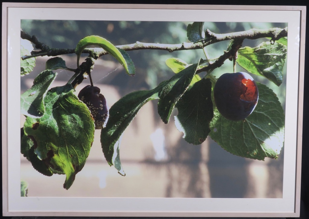 Robert Wevers: Giclee, Pruim - Ingelijst (Groot!) kopen? Bied vanaf 70!