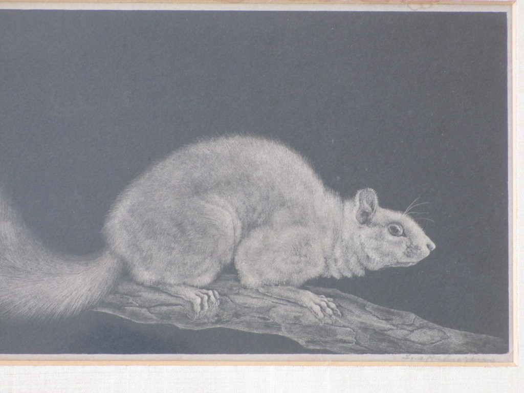 Ina Rahusen, Eekhoorn, Litho kopen? Bied vanaf 45!