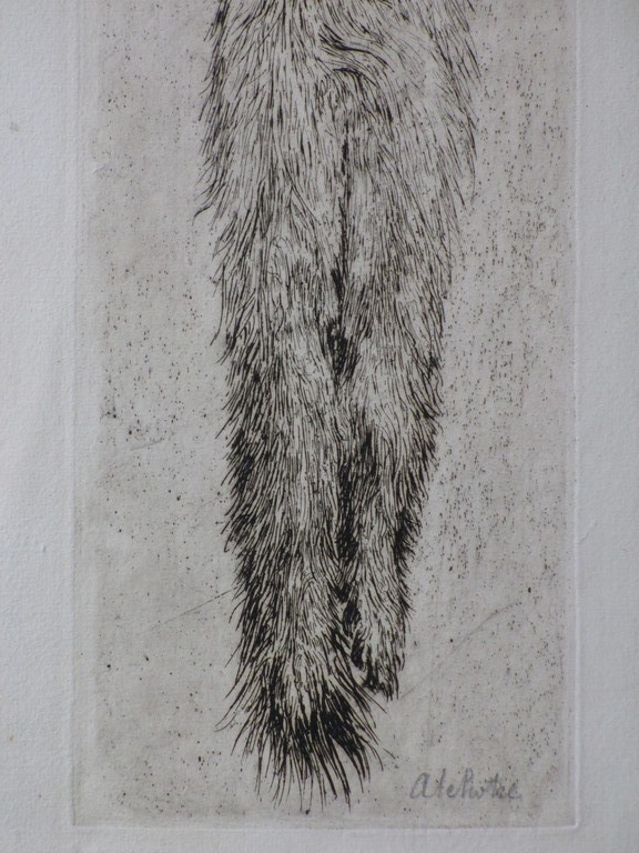 Andreas Schotel, Hermelijn in strik, Ets kopen? Bied vanaf 50!