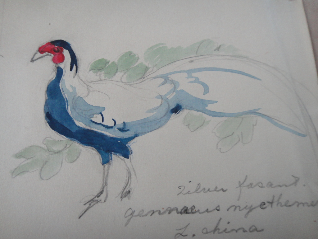 Tini van Doornik (1906-1980), aquarel, 6 schetsen van vogels kopen? Bied vanaf 1!