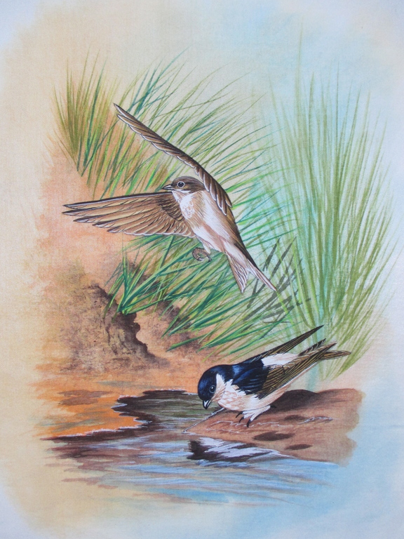 4x Handbeschilderde zijden doek; Vogels kopen? Bied vanaf 15!