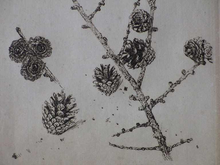 Andreas Schotel, Denneappels, Ets kopen? Bied vanaf 40!