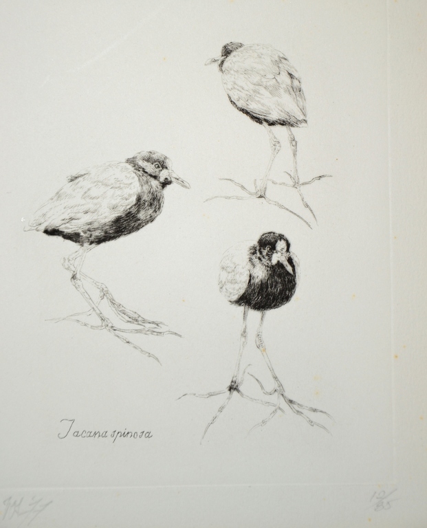 Peter Vos: Ets, Jacana Spinoza, 1977 verkocht voor € 112!