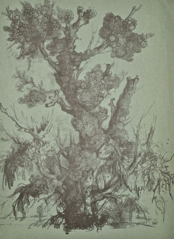 Dirkje Kuik: Litho. Boom kopen? Bied vanaf 50!