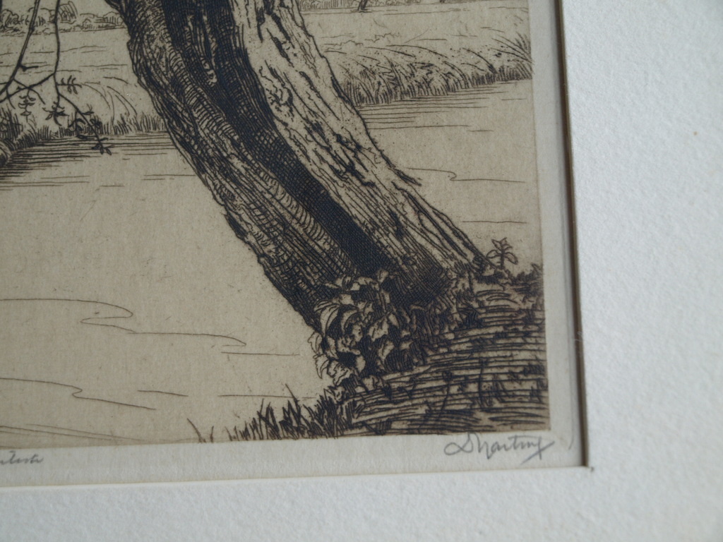 Dirk Harting (1884–1970) : Ets – Knotwilg – Gesigneerd & ingelijst – ca 1935 kopen? Bied vanaf 1!