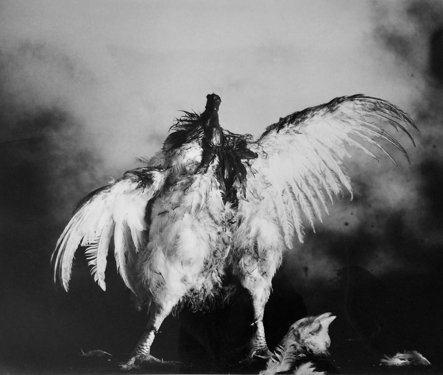 Paul Blanca, Titel: Polo sin Cabessa 1988, Foto editie 3/5. verkocht voor € 100!