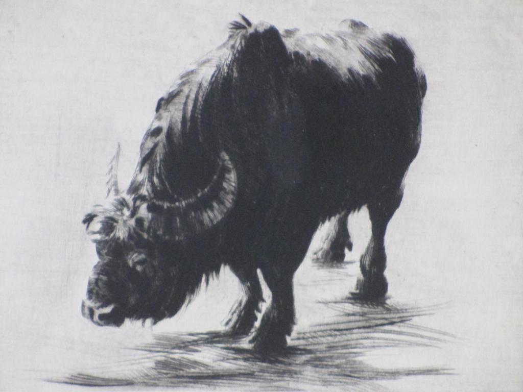 Dick Stolwijk, Buffel, Ets kopen? Bied vanaf 45!