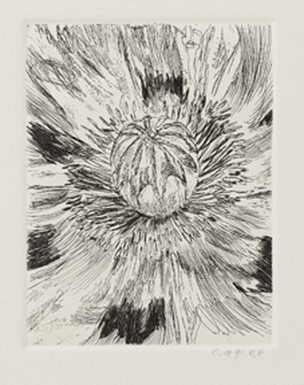 Erik Andriesse: Ets, Papaver verkocht voor € 150!