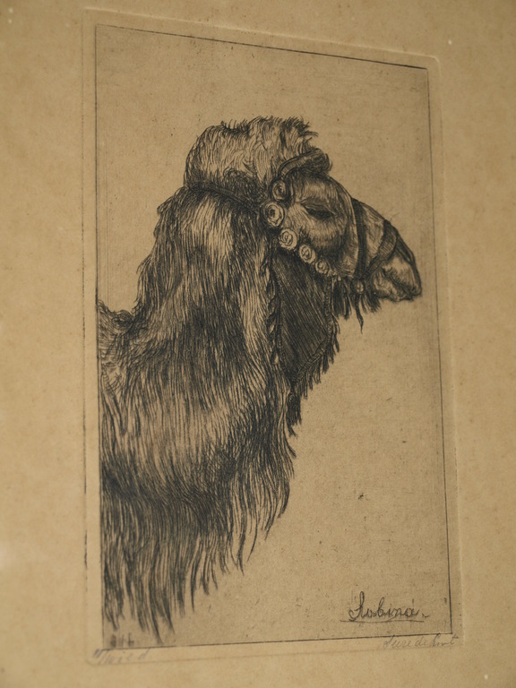 SUZE DE LINT (1878-1953)– Ets- Kameel –Gesigneerd & ingelijst–ca 1920 verkocht voor € 45!