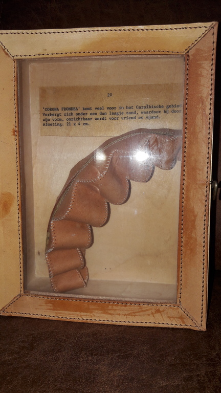 M Trompenaars.  Schelpenverzameling gesigneerd  kopen? Bied vanaf 1!