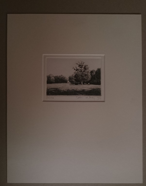 Wim van der Meij, ets, weiland met parasolboom kopen? Bied vanaf 20!