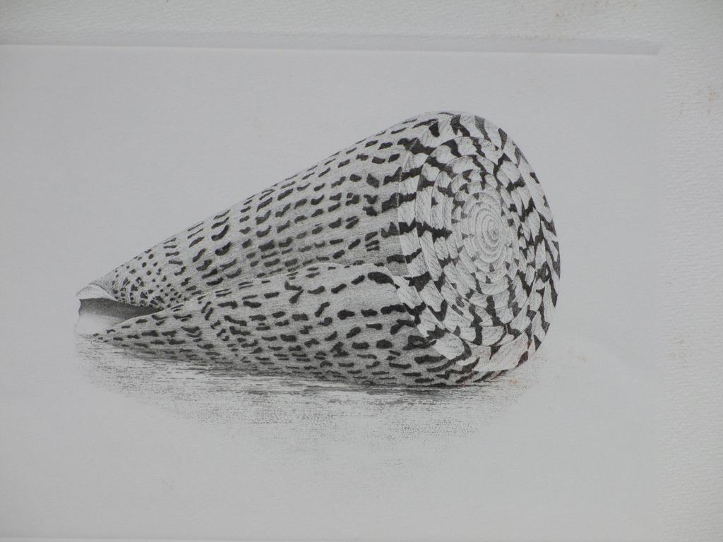 Gerard van Rooy, Conus marmoreus, Ets verkocht voor € 75!