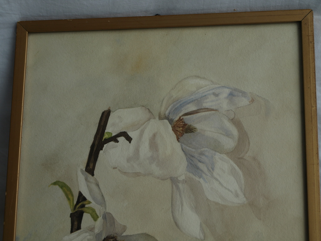 ThalÃ© Hulst: Aquarel â�� Magnolia, Tulpenboom - ingelijst - 1940  kopen? Bied vanaf 30!