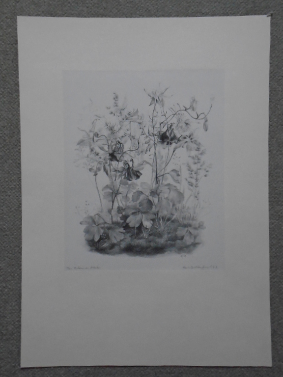 Aart van Dobbenburgh - litho - Bloeiende akelei kopen? Bied vanaf 35!