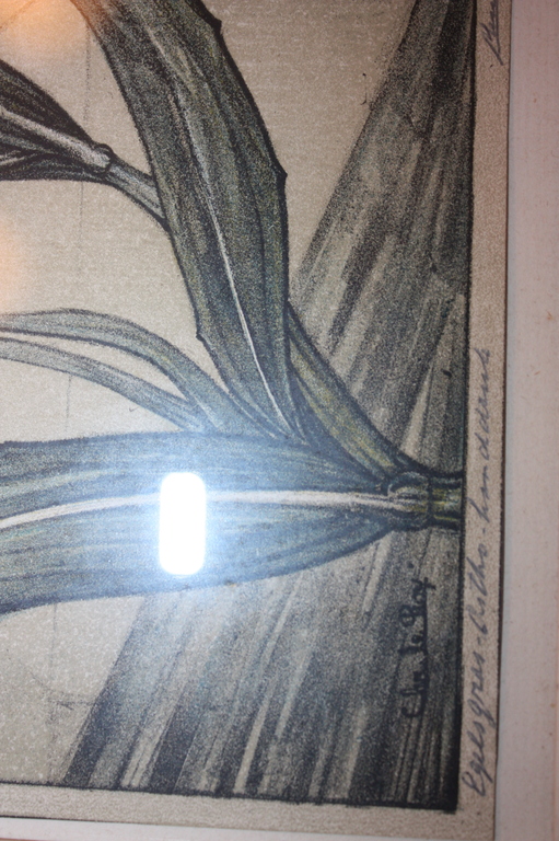 Engelgras Handdruk litho 1923 kopen? Bied vanaf 55!