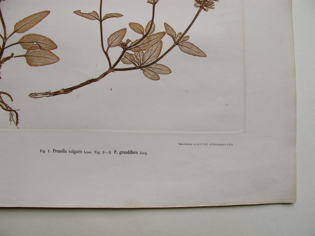 Naturselbstdruck uit 1886, Prunella vulgaris kopen? Bied vanaf 75!