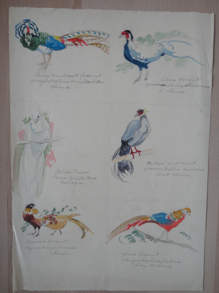 Tini van Doornik (1906-1980), aquarel, 6 schetsen van vogels kopen? Bied vanaf 1!