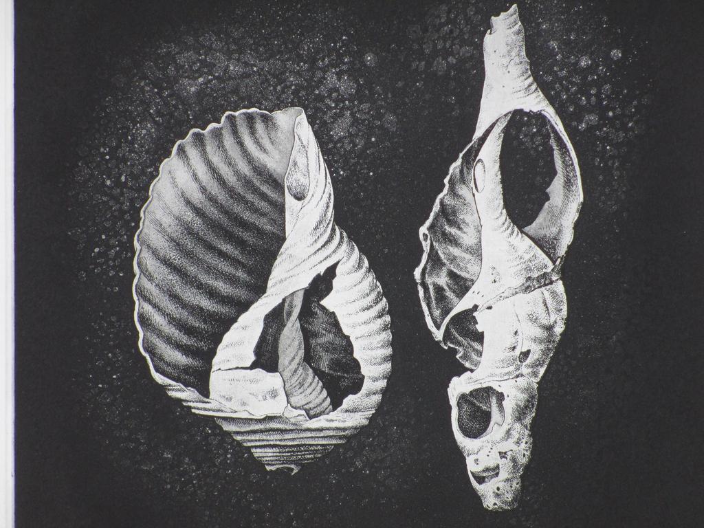 Dick Stolwijk, Verweerde schelpen, Ets kopen? Bied vanaf 55!