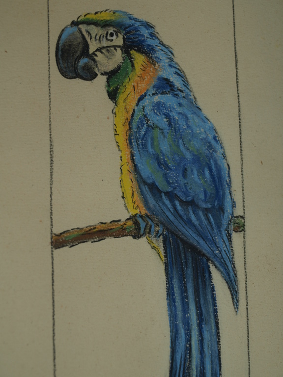 G. Janssen – Oude krijttekening  – Blauwe Ara – Gesigneerd & ingelijst  kopen? Bied vanaf 1!