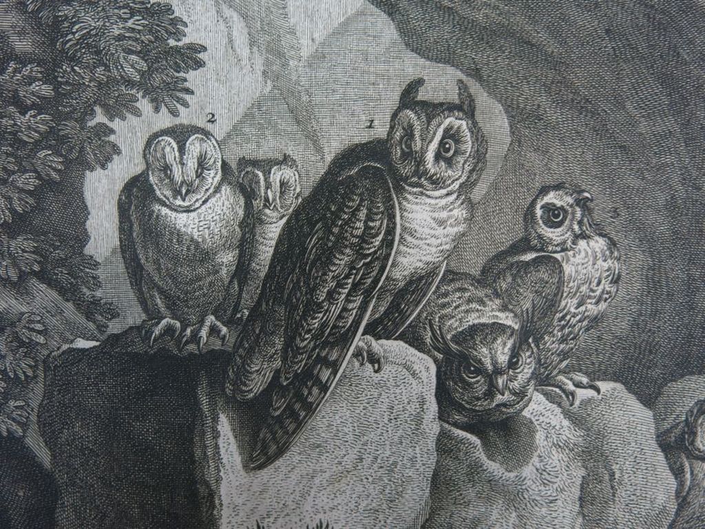 Johann Elias Ridinger: Ets, Uiltjes kopen? Bied vanaf 35!