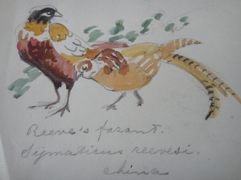 Tini van Doornik (1906-1980), aquarel, 6 schetsen van vogels kopen? Bied vanaf 1!