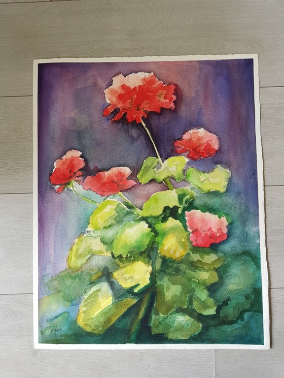 Rob Hessels - Geraniums kopen? Bied vanaf 1!