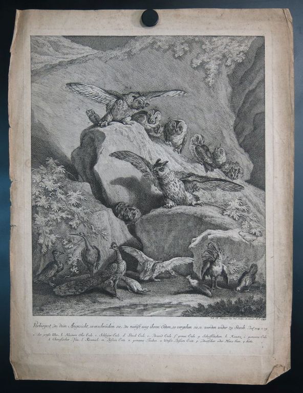 Johann Elias Ridinger: Ets, Pauw  kopen? Bied vanaf 35!