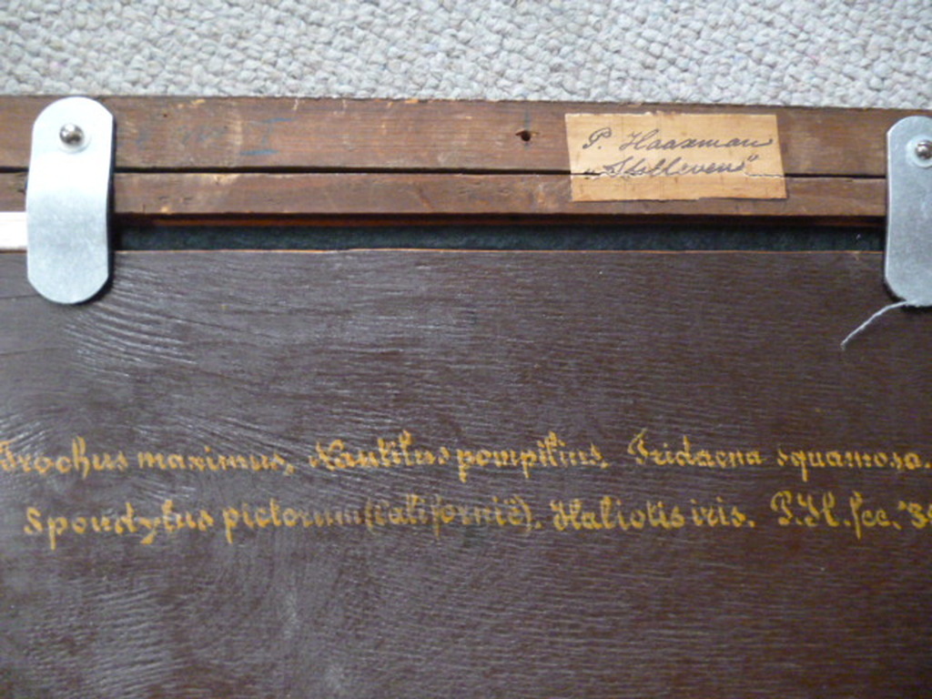 Pieter Haaxman - olieverf - Stilleven met Nautilusschelp kopen? Bied vanaf 150!