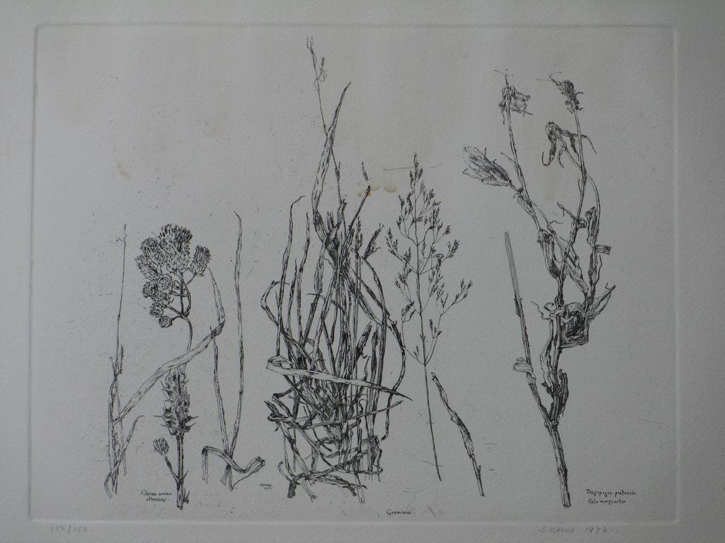 Simon Koene, Ets, Plantensoorten kopen? Bied vanaf 35!