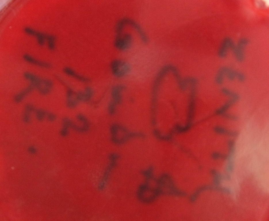 Zenith Gouda - vaas decor Fire kopen? Bied vanaf 42!