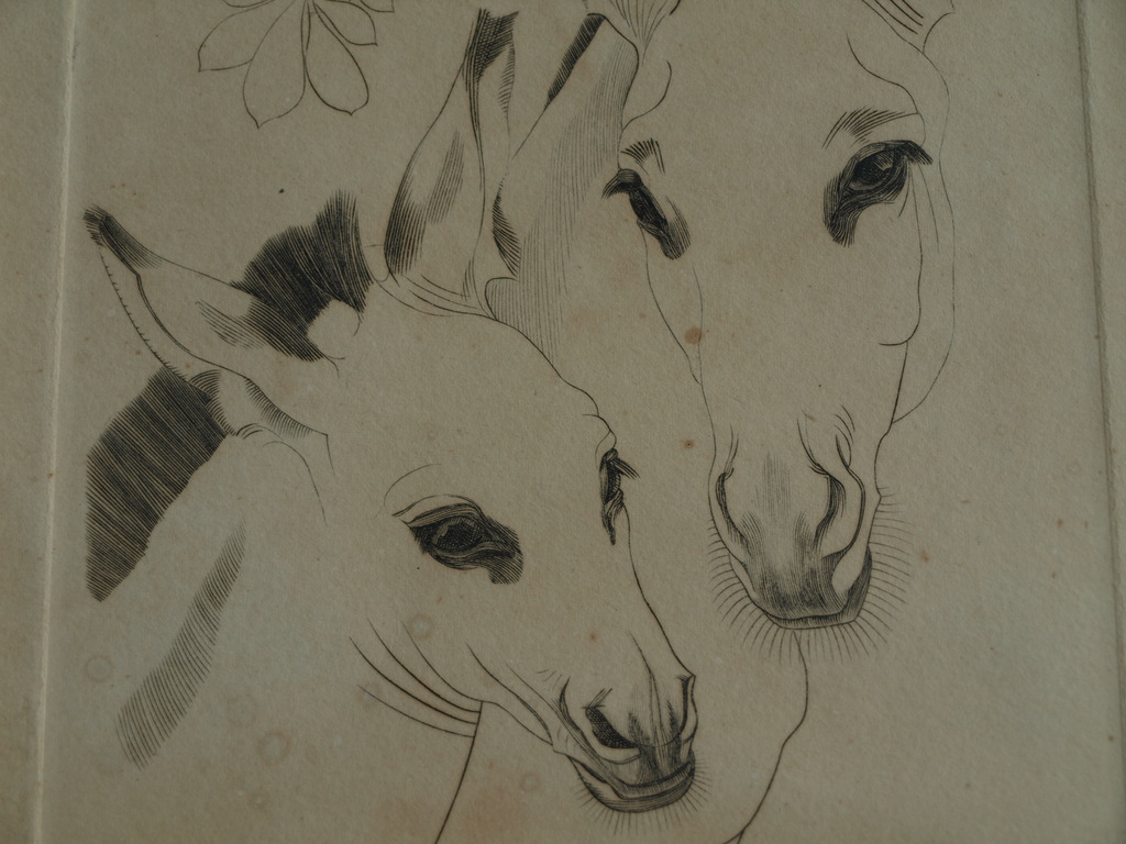 Engelien Reitsma-Valença : Ets – Paarden – gesigneerd - ingelijst – 1939  kopen? Bied vanaf 1!