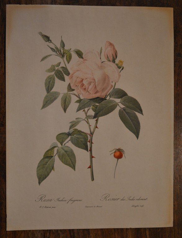 14 prenten van P.J. Redoute, diverse rozen kopen? Bied vanaf 1!