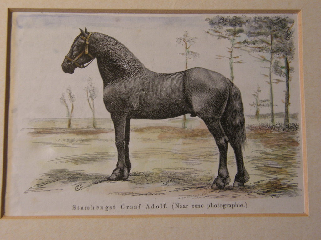 Ingekleurde houtgravure zinkografie Friese Hengst kopen? Bied vanaf 25!