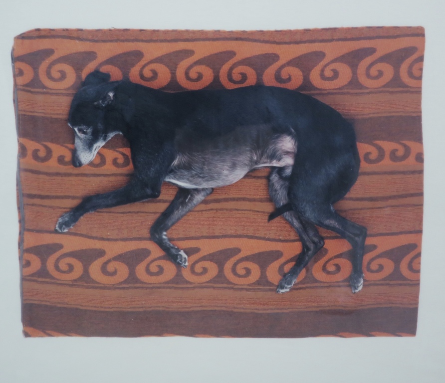 Maarten Wetsema: Foto op aluminiumplaat, Rik op kleed -Ingelijst kopen? Bied vanaf 20!