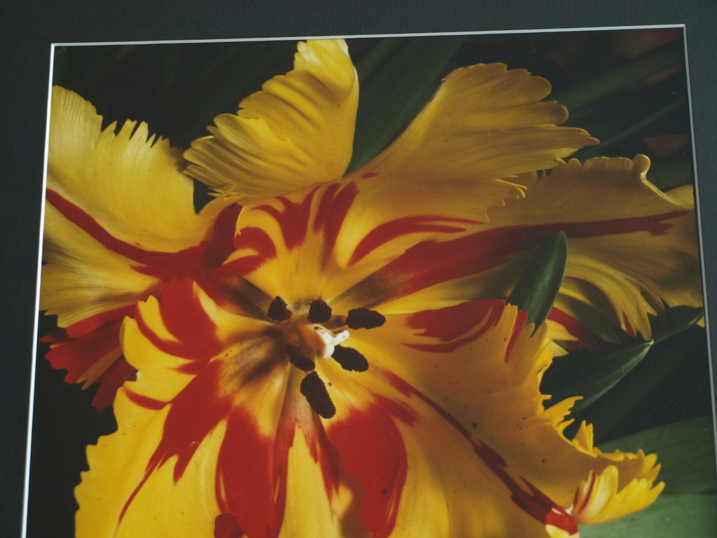 Paul Huf : Foto - Flowers - Tulp - Gesigneerd - Ingelijst - 1984  kopen? Bied vanaf 275!