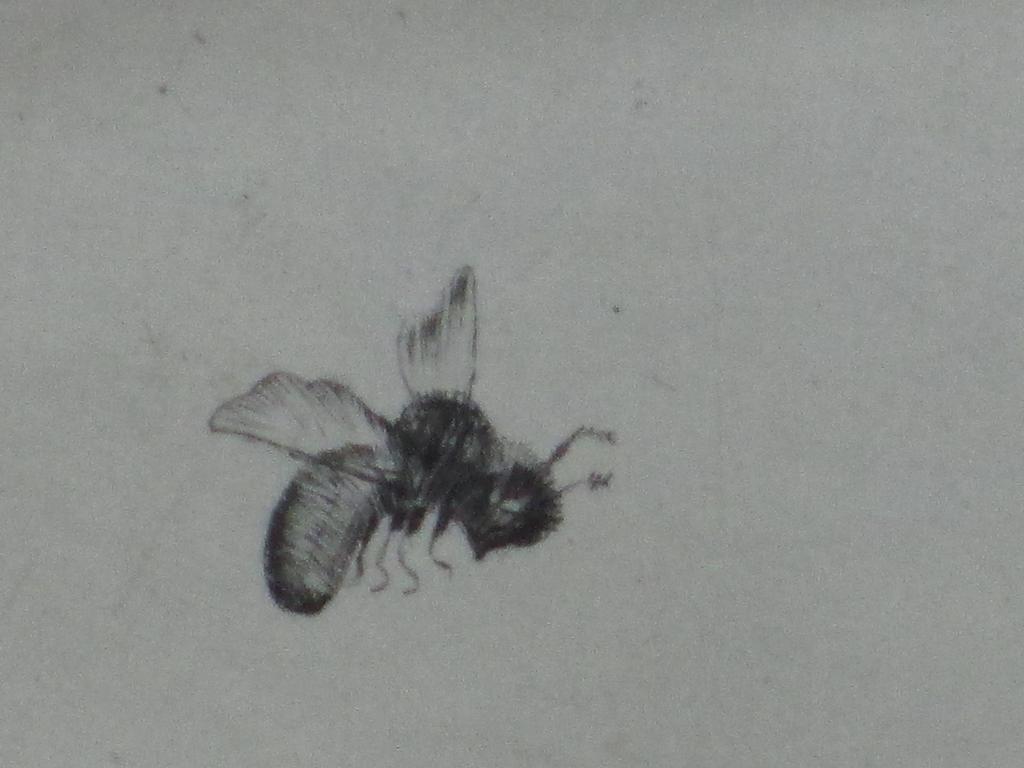 Meta Plückebaum?, Kitten en vlieg, Ets kopen? Bied vanaf 1!