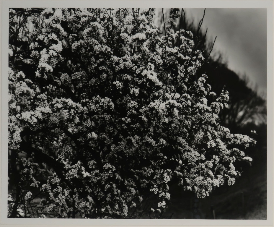 Freddy Rikken: Foto, Z.T. Bloesem - Ingelijst kopen? Bied vanaf 1!