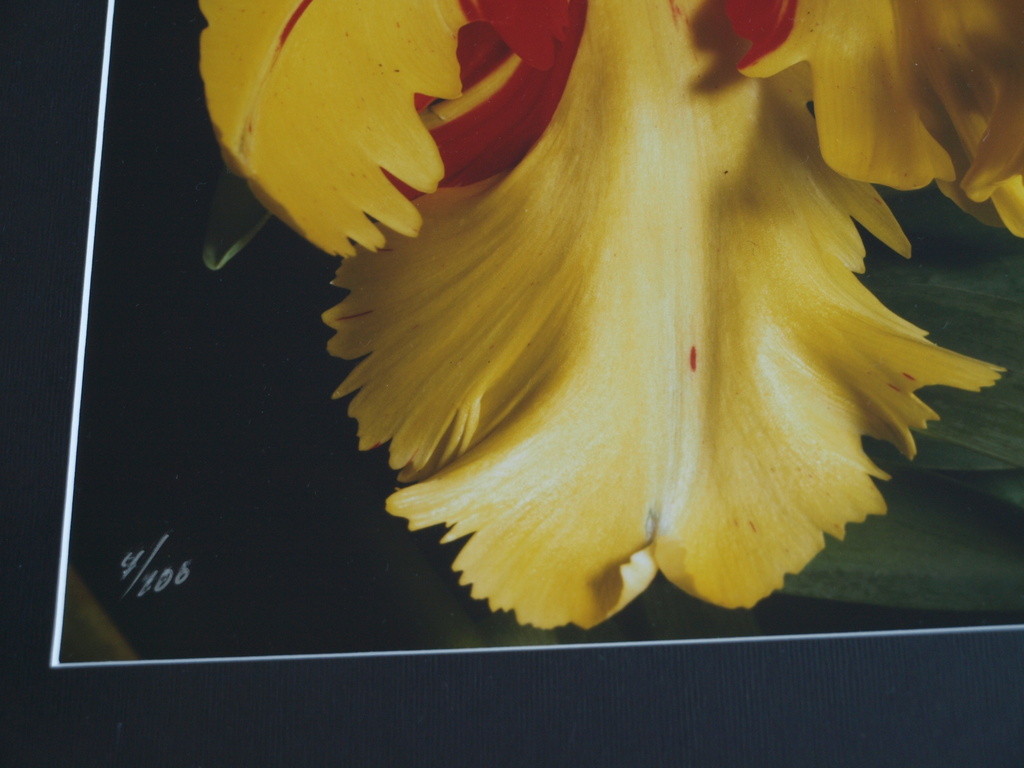 Paul Huf : Foto - Flowers - Tulp - Gesigneerd - Ingelijst - 1984  kopen? Bied vanaf 275!
