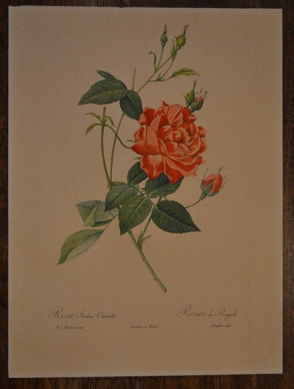 14 prenten van P.J. Redoute, diverse rozen kopen? Bied vanaf 1!
