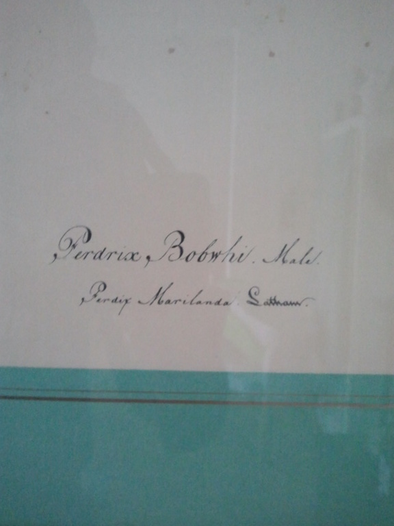 Een vogelprent. ca. 1920  kopen? Bied vanaf 1!