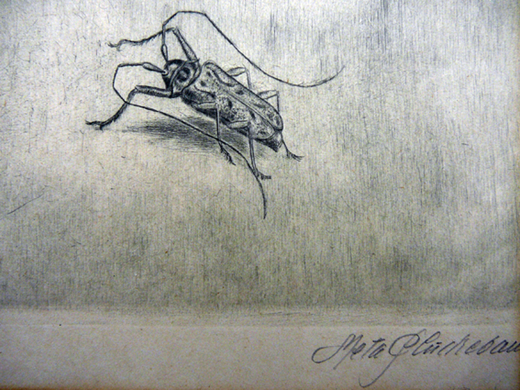 Meta Pluckebaum: 'Was ist das?' -handgekleurde ets- kopen? Bied vanaf 60!