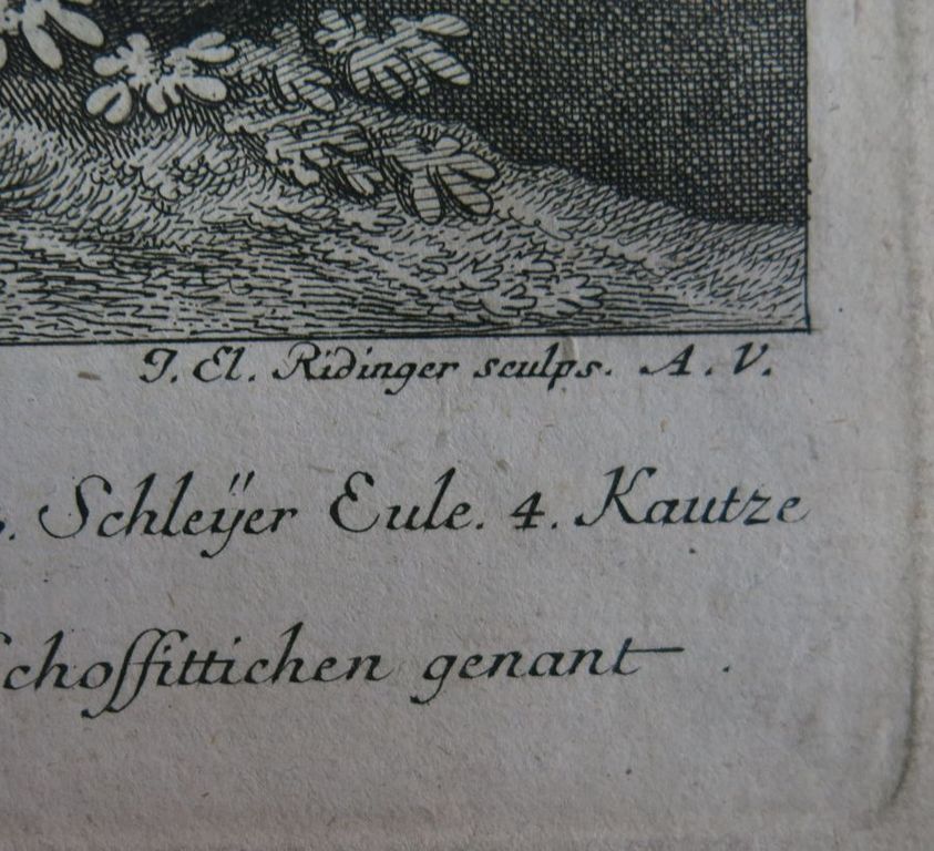 Johann Elias Ridinger: Ets, Uil II kopen? Bied vanaf 35!